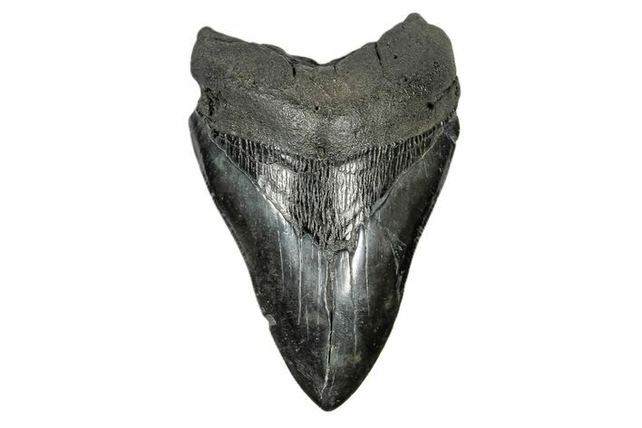 Fossil Megalodon Tooth - South Carolina #172272